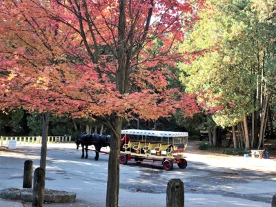 Carriage Tour