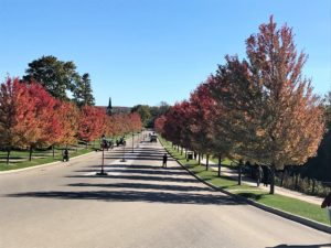 Tree lined street