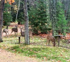 Wisconsin deer