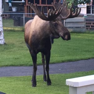 Alaska moose