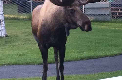 Alaska moose