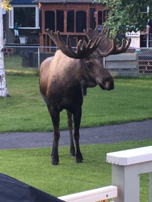 Alaska moose