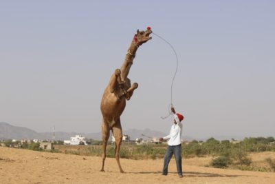 India animal