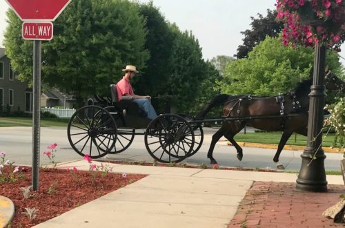 amish buggy