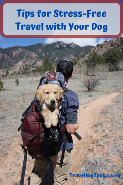 Learn the best tips for traveling with your dog to ensure you and your four-legged family members have a safe and stress-free trip!