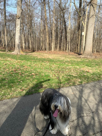 dog on trail