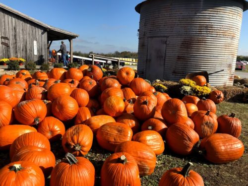 pumpkins