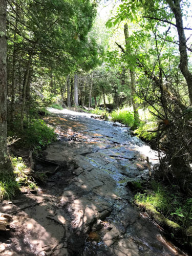 slippery path in the woods