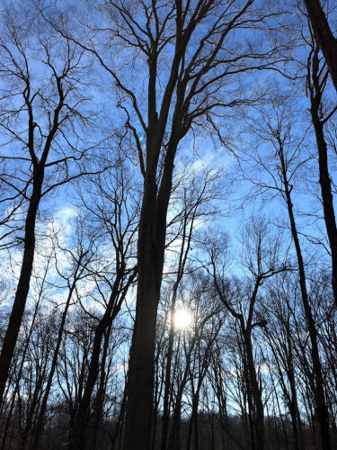 blue skies and trees