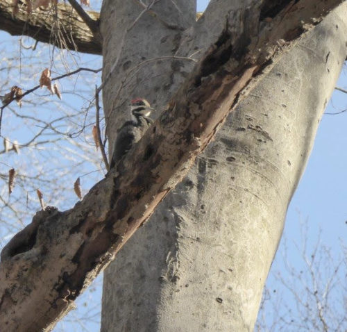 woodpecker