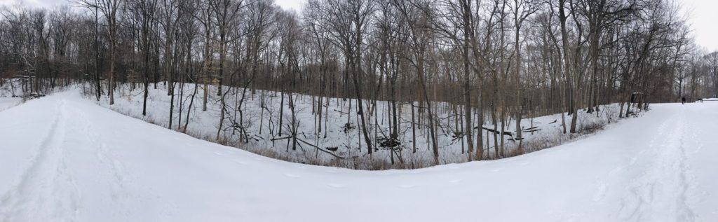 snowy woods