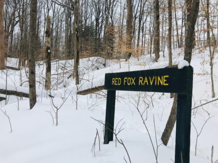 red fox ravine