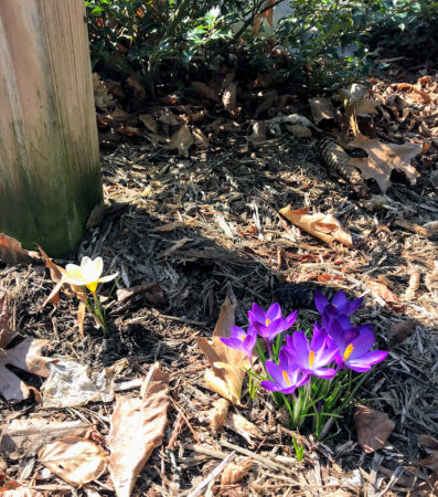 purple flowers