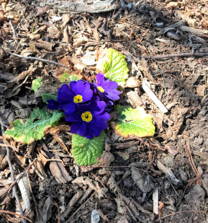 purple flower