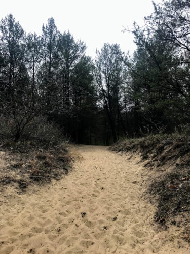 sand and forest