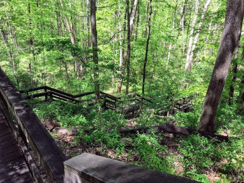 stairs in the woods