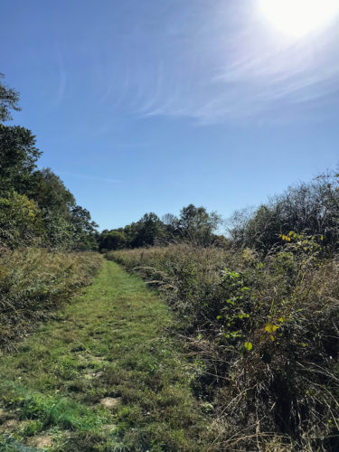 grassy trail