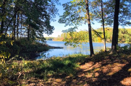 lake and trees