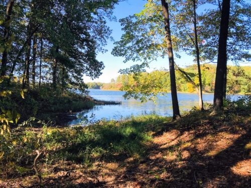 lake and trees