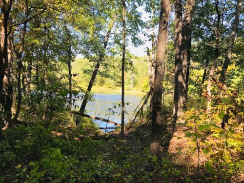 lake through trees