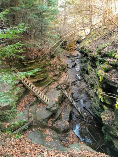 ladders in the woods