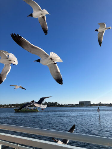 seaguls and water