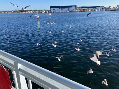 seaguls over water