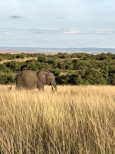 elephants