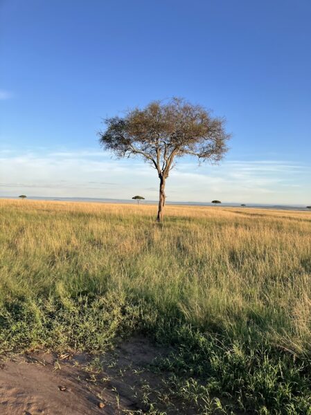 acacia tree