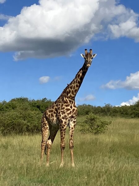 giraffe