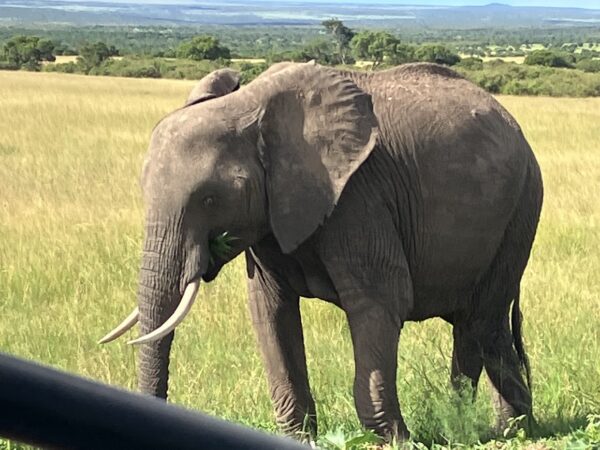 elephants