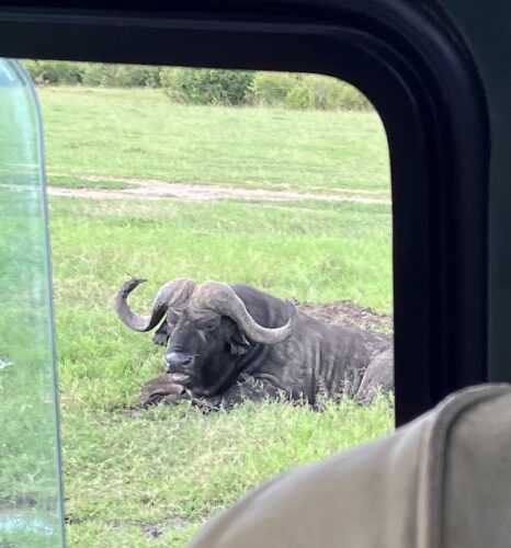 water buffalo