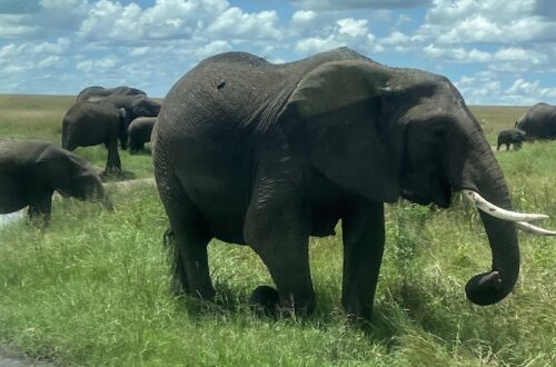 elephants