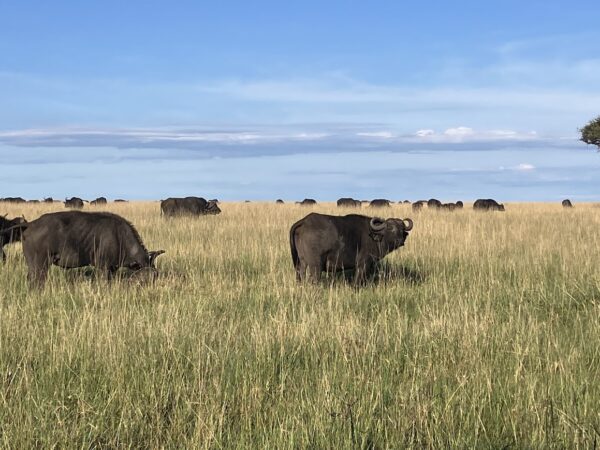 water buffalo