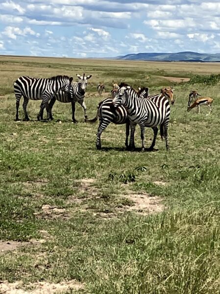 zebras and antelopes