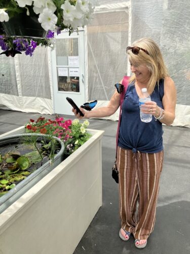 butterfly exhibit