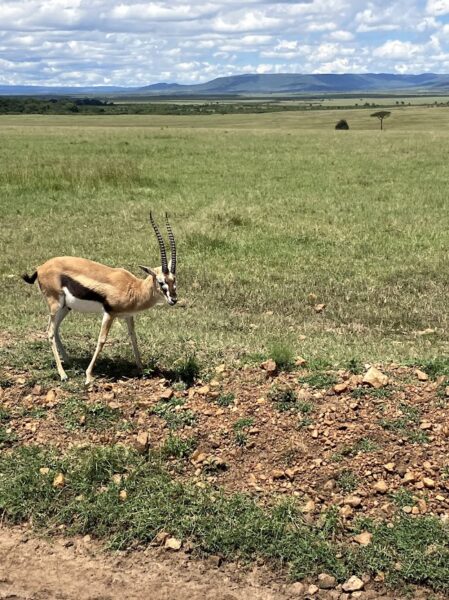 gazelle