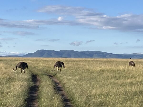 ostriches