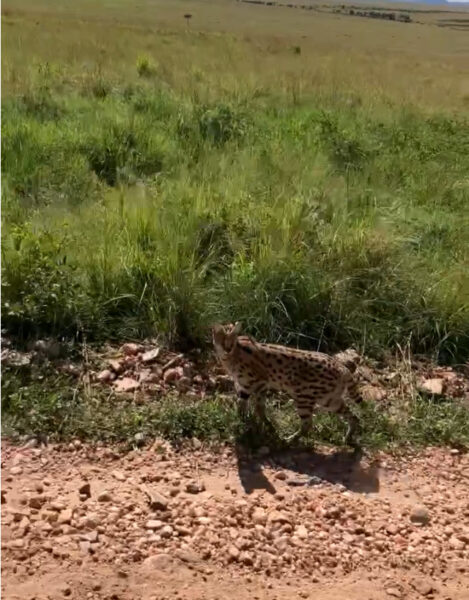 serval cat