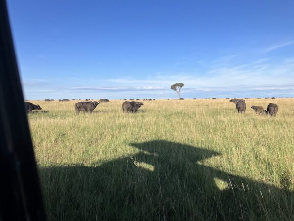 water buffalo